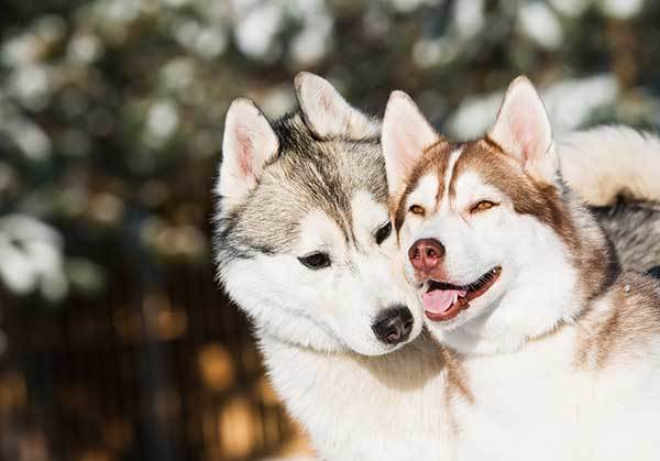 aggressive husky