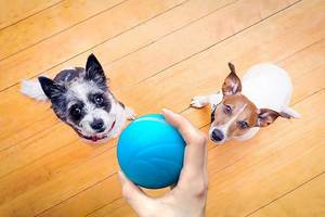 The 14 Best Moving Dog Toys (For Bored & Energetic Dogs)