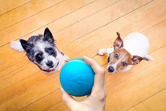 dog toys that move on their own