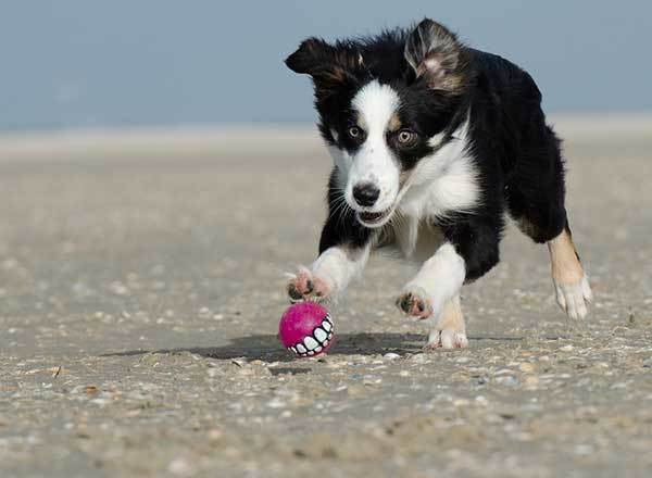 border collie dog playing at beach