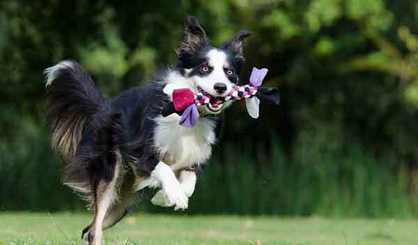 border collie dog playing in the park