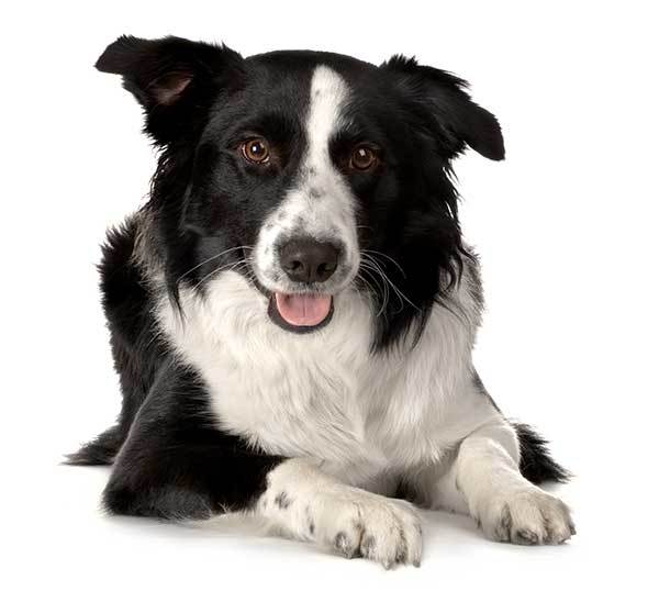 border collie