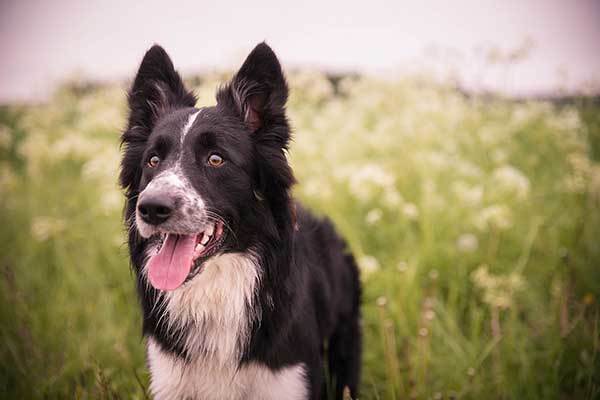border collie in summer time