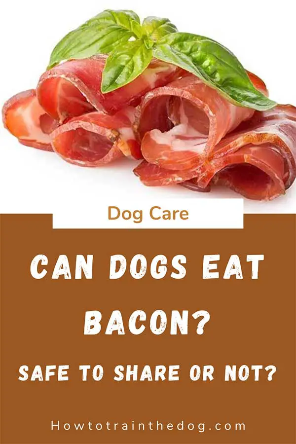 Can Dogs Eat Bacon? What Might Happen If They Do?