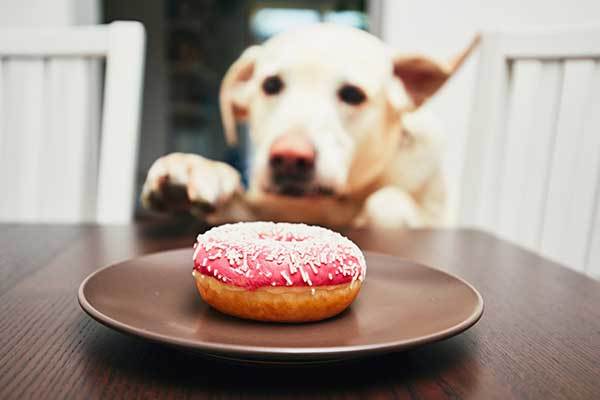 Can Dogs Eat Donuts Healthy Treat Or Not Safe 