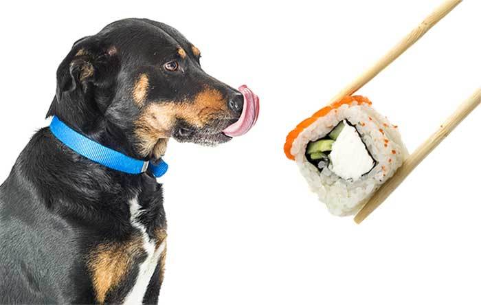 Can I Give My Dog Sushi?