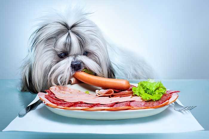 shih tzu dog eating bacon