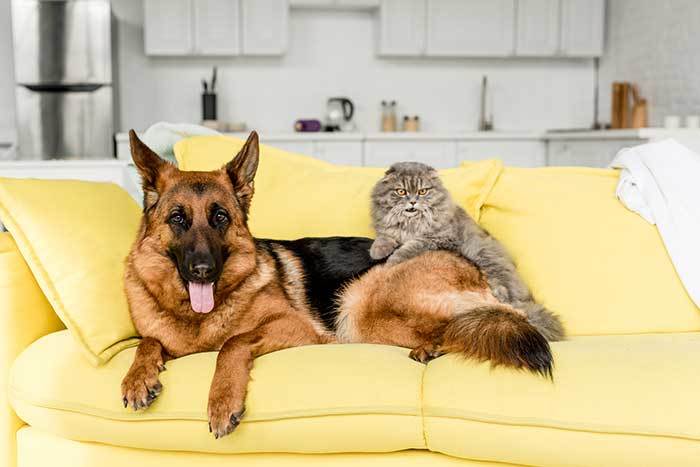 can german shepherds and cats get along?