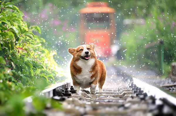 cute corgi dog laughing