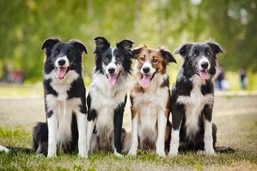 do collies bark a lot