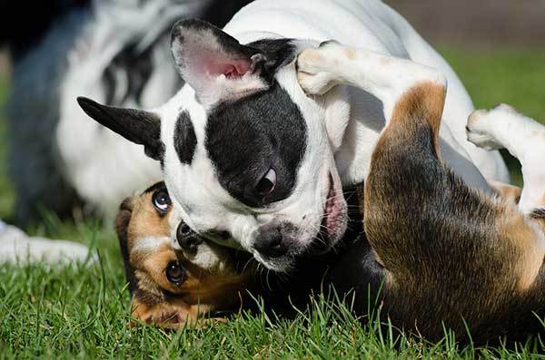 French Bulldog Playing With A Beagle Dog