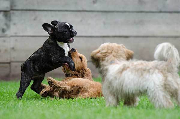 How to Introduce your Frenchie to Other Dogs?