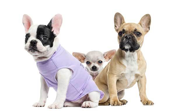 two french bulldogs and cute chihuahua dog