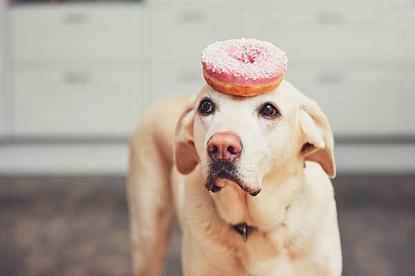 funny dog with donut