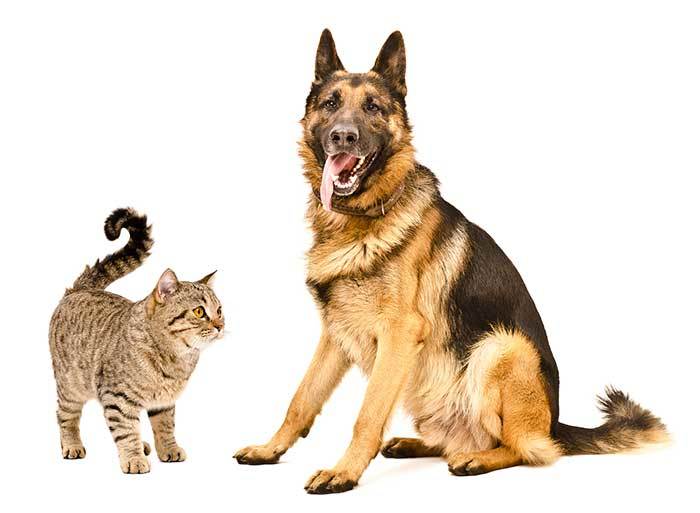 Introducing a German shepherd and a Cat