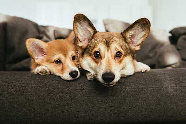 two adorable welsh corgi dogs laying on sofa at home