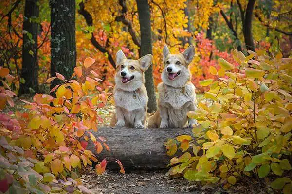 two adorable corgi dogs