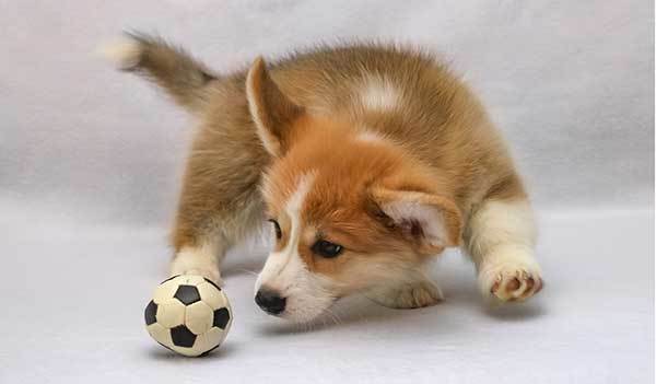 cute corgi dog playing