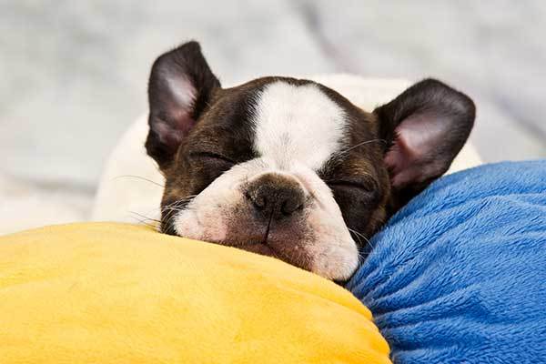 Why is your dog barking in his sleep?