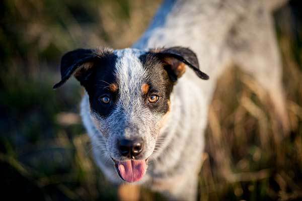 Blue heeler Dog