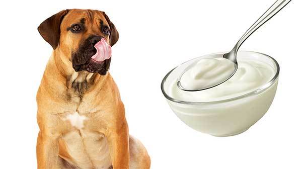 can dogs eat greek yogurt?