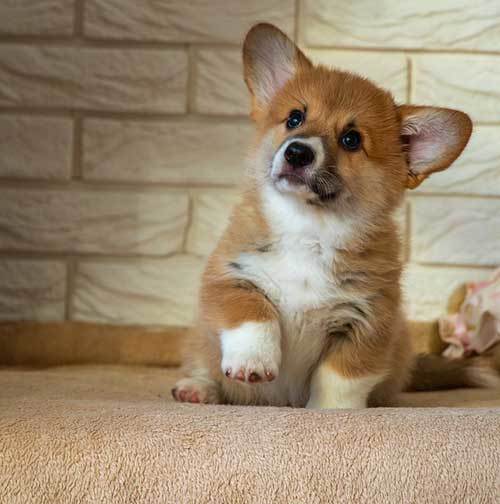 readhead funny corgi puppy