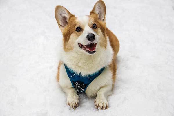 cute corgi with happy face