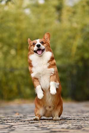 funny corgi puppy standing