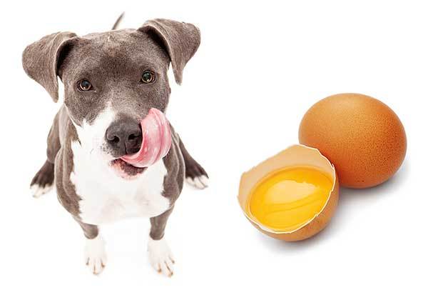 Is it good to hotsell feed dogs raw eggs