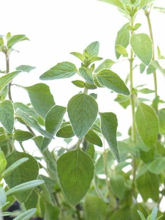 Is Oregano Safe For Dogs? What You Need To Know!