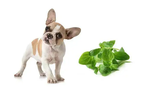 can oil of oregano go in a dogs ears