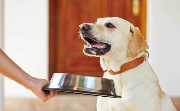 Labrador retriever dog with his food bowl