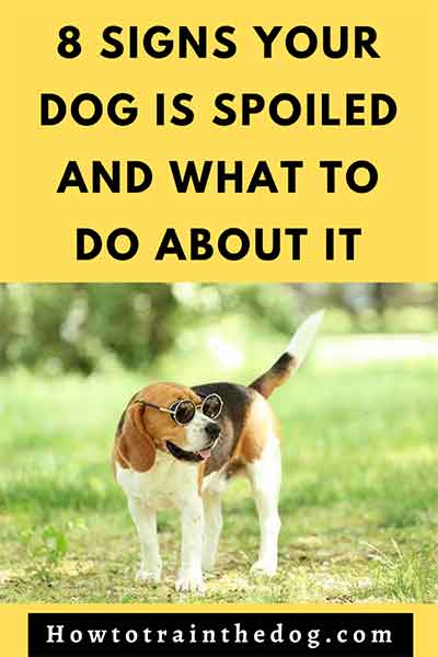 8 Definite Signs Your Dog Is Spoiled