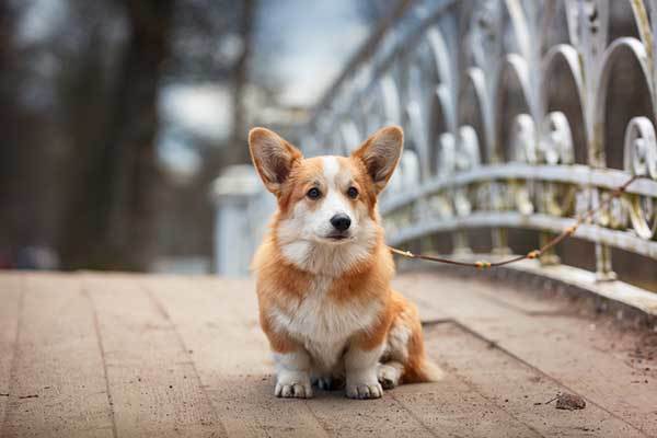 How Often Do Corgis Bark?