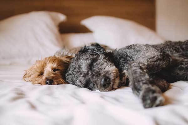 two small dogs sleeping on bed