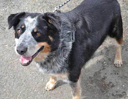 australian cattle dog rottweiler mix