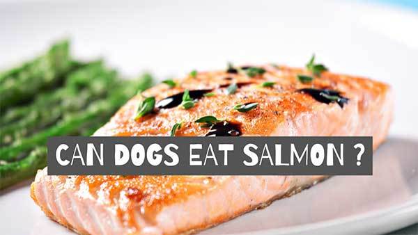 can dogs eat salmon?