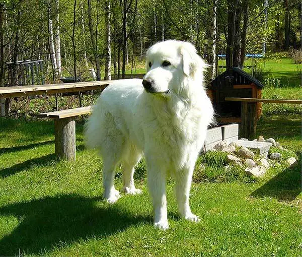 Great Pyrenees Dog