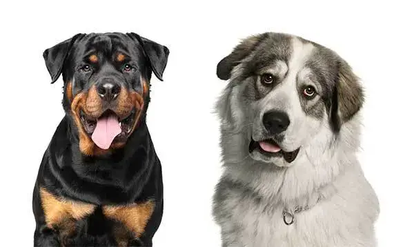 All About the Great Pyrenees Rottweiler Mix (Great Weilernees)