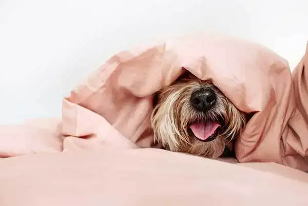 can dogs suffocate under bed covers