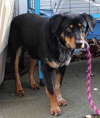 full grown blue heeler rottweiler mix