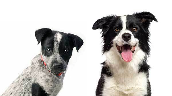 border collie com blue heeler