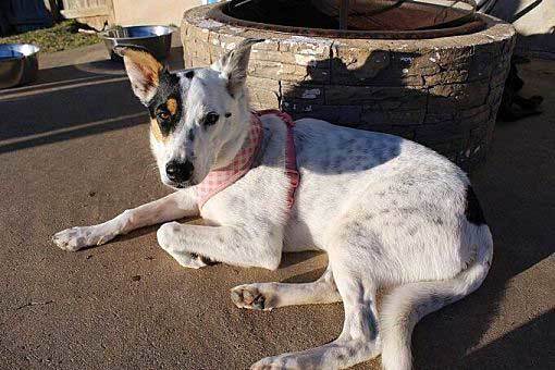 border collie heeler mix puppy