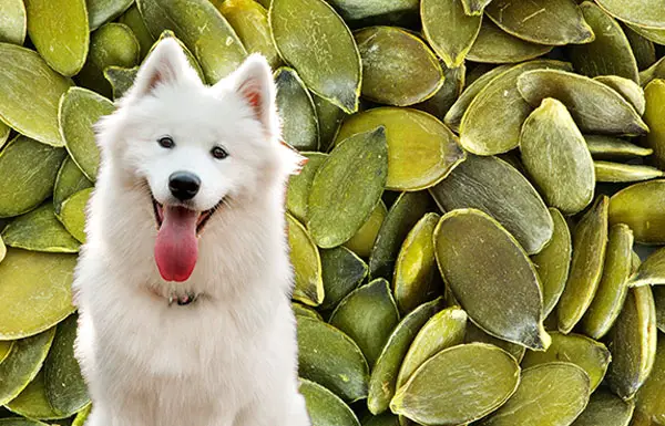 can dogs eat pumpkin seeds?