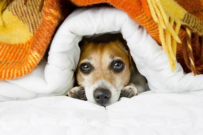 Can my Dog breath under the blankets or covers?