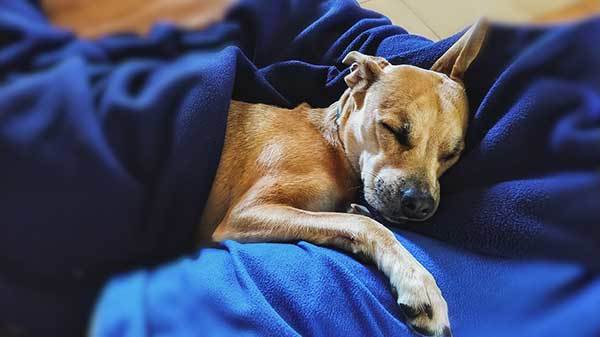 small breed dog sleeping in bed