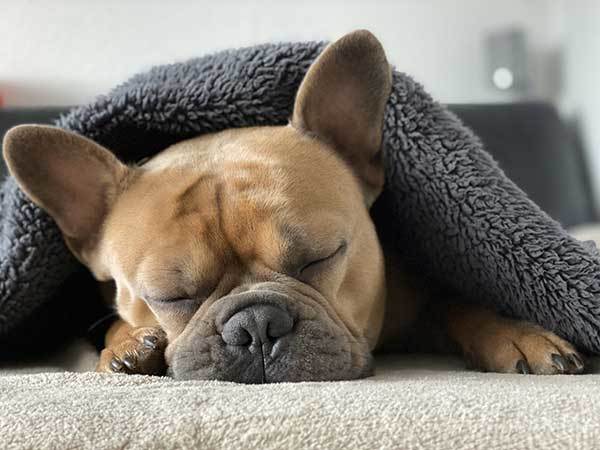 french bulldog puppy sleeping under blanket