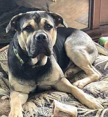 cane corso mix with german shepherd