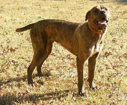 Cane Corso Great Dane Mix Dog Size