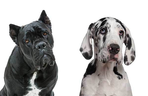 All About The Cane Corso Great Dane Mix (Italian Daniff) ...